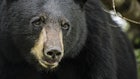 New Arkansas Zone Yields 28 Black Bears During First Hunt