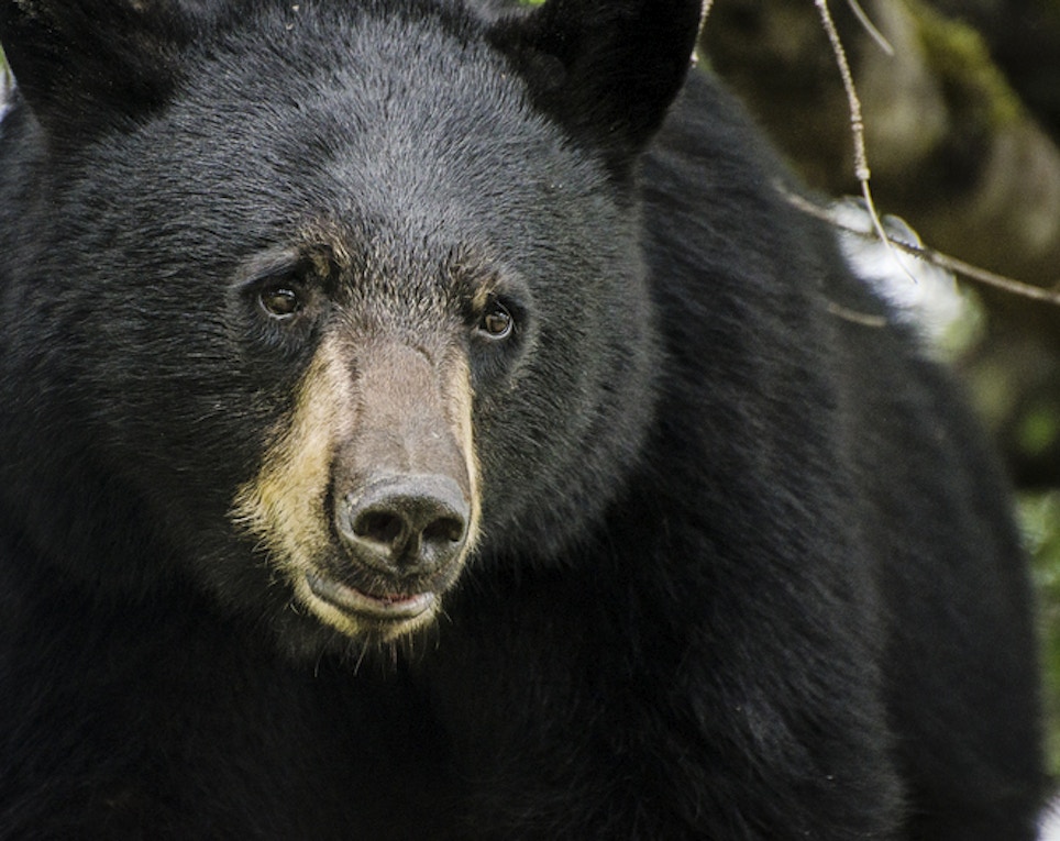 New Arkansas Zone Yields 28 Black Bears During First Hunt