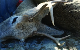 Poachers Caught When Undead Whitetail Deer Wakes Up in Truck