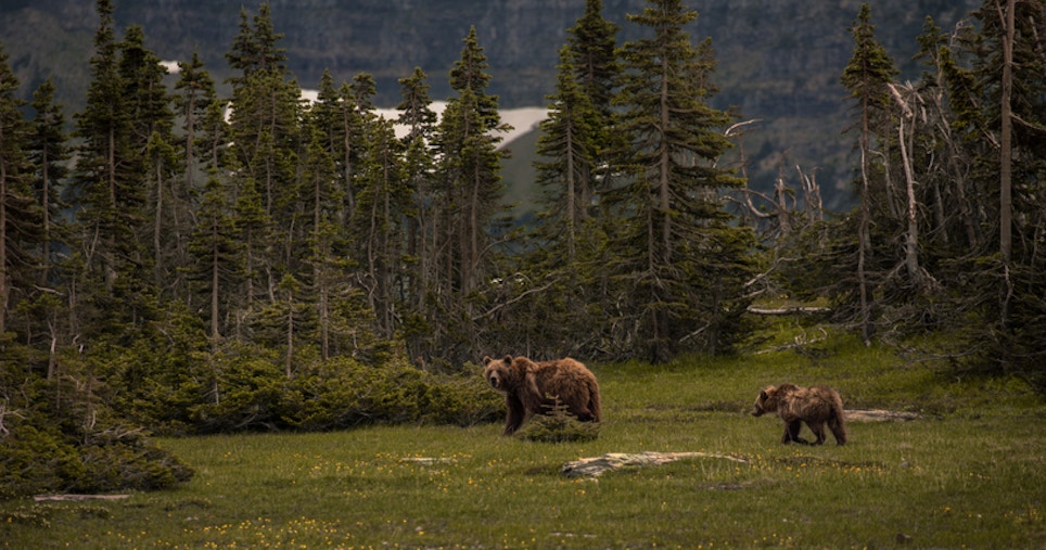 Grizzly Bear Review Could Yield Removal From ESL
