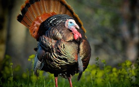 Your guide to hunting Eastern turkeys