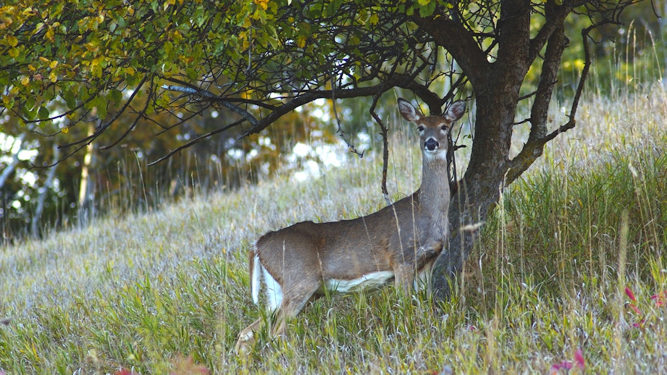 How to plant fruit trees for deer