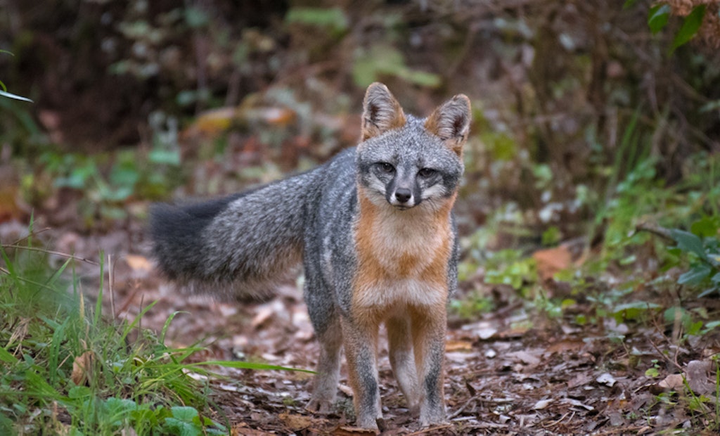 Iowa Officials Ask Trappers for Help with Gray Fox Research