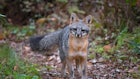 Iowa Officials Ask Trappers for Help with Gray Fox Research