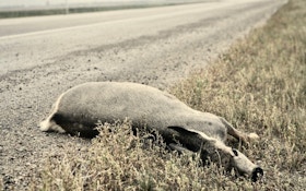 Yes, you can eat roadkill