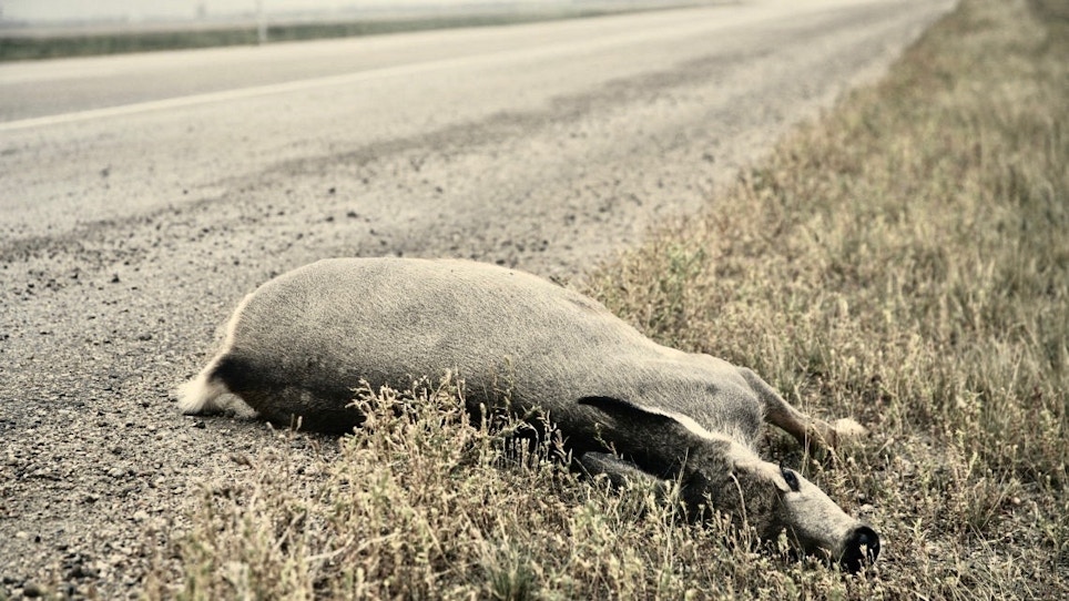 Yes, you can eat roadkill