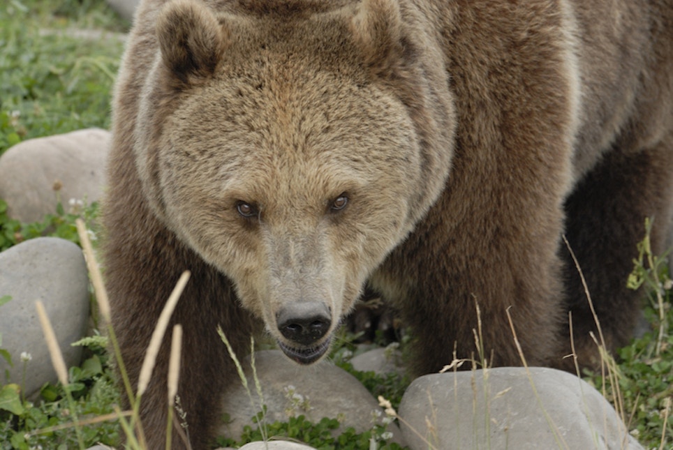 Montana Residents Weigh in on Grizzly Management