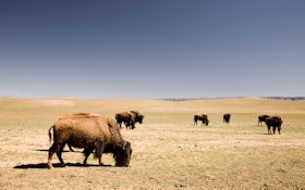 Here’s your chance to hunt Grand Canyon bison