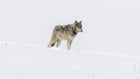 Wyoming Gray Wolf Population Meeting Management Goals