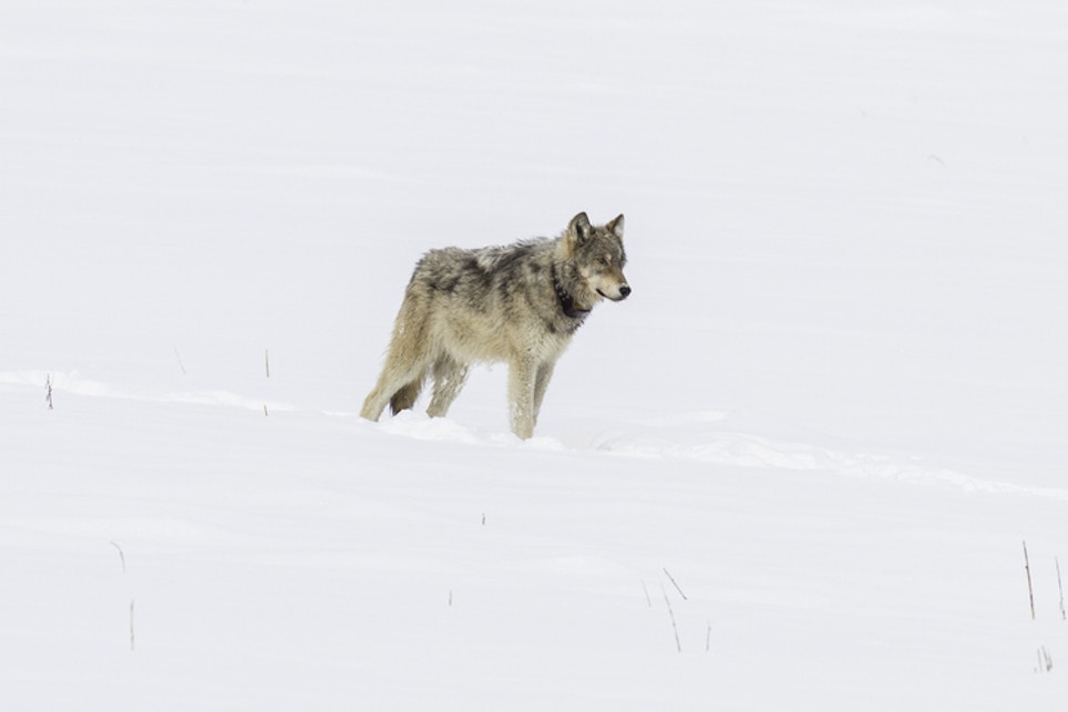 Wyoming Gray Wolf Population Meeting Management Goals