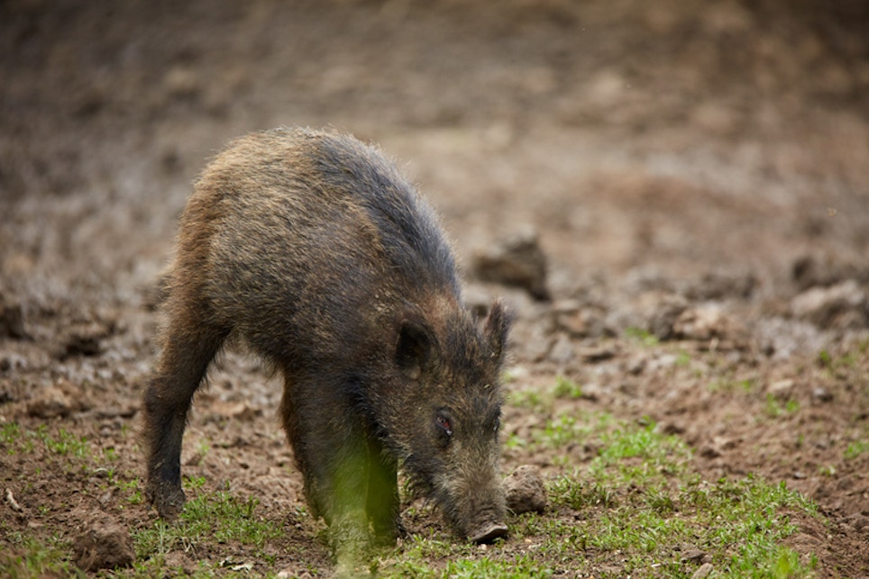 Texans Upset About Feral Pigs in Cemetery