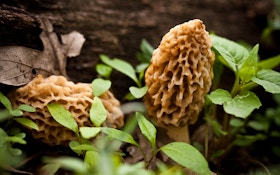 How to Make the Most of Morel Mushroom Season