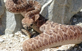 The Truth About Rattlesnakes