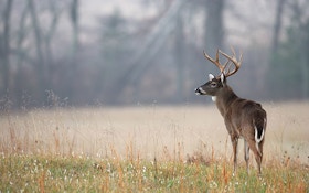 Where Do Whitetails Go? Here's What Science Says