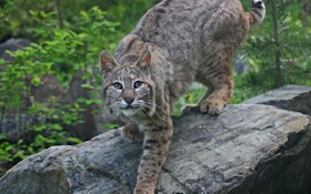 Animal Rights Group Seeks Halt To U.S. Exports Of Bobcat, Wolf Pelt