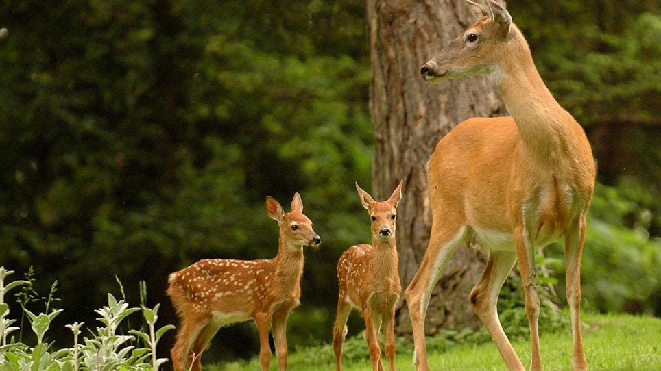 Why Deer Herds Are Declining