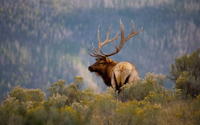 Elk Sticking Closer To Jackson