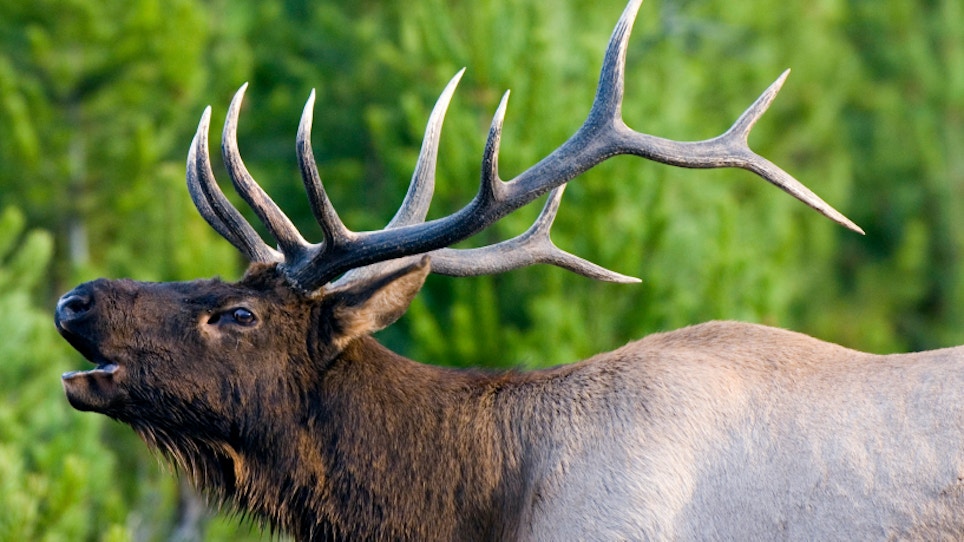 Elk Depredation Change Wanted By Landowners