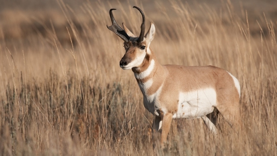 Demand For Pronghorn Hunting Licenses High In North Dakota