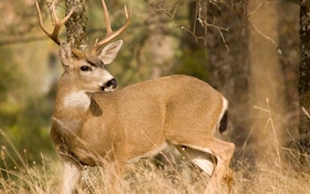 Low Elevations Are A Good Spot To Hunt Washington Deer
