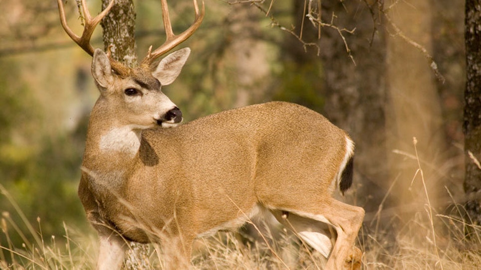 Low Elevations Are A Good Spot To Hunt Washington Deer