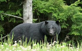 Black Bear Bites Man At Campground Near Aspen