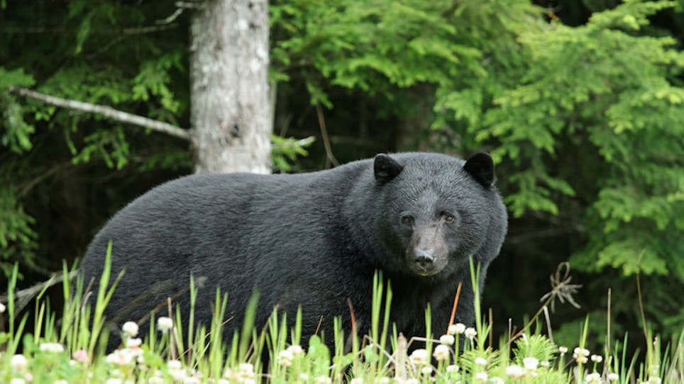 Black Bear Bites Man At Campground Near Aspen