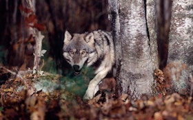Wildlife Officials Track Wolf To Southwest Oregon County