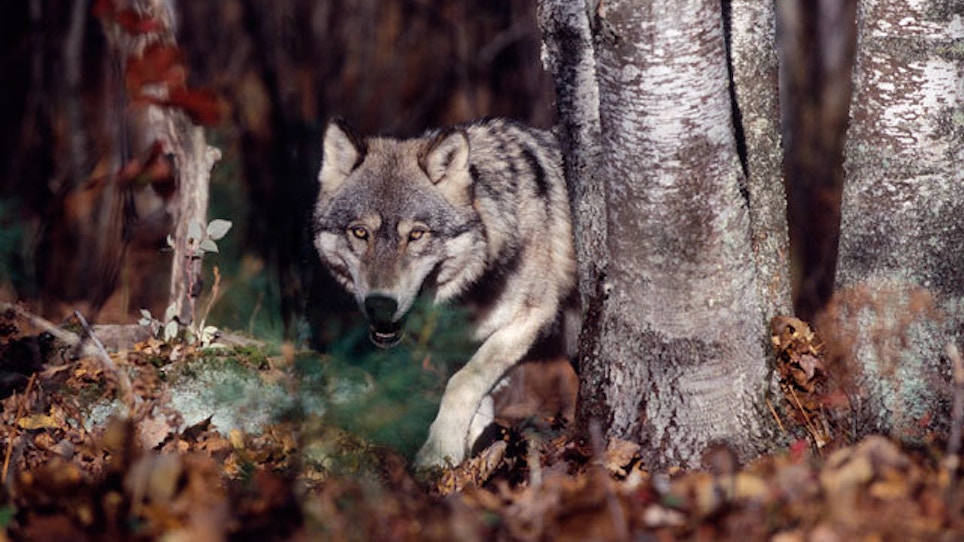 Alaska Curtails Wolf Harvest