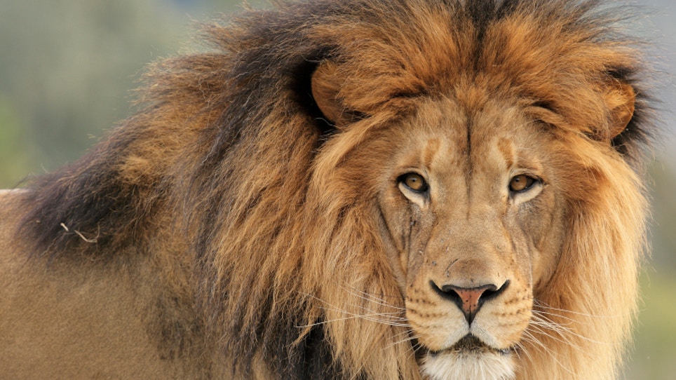 9 Things 'Cecil' Hunter Walter Palmer Wants You To Know
