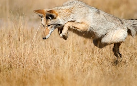 Michigan Hunters Can Now Bag Coyotes All Year