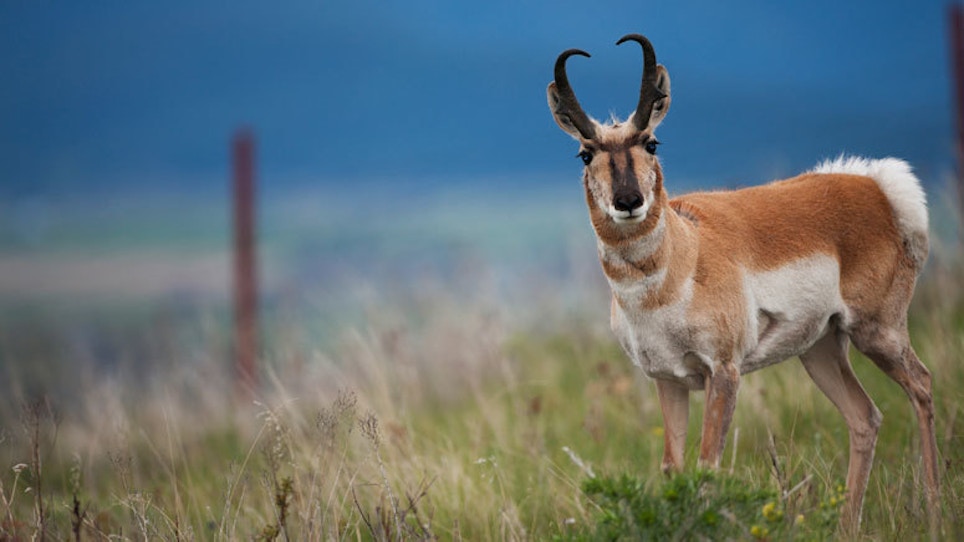 A Salute To The All-American Pronghorn