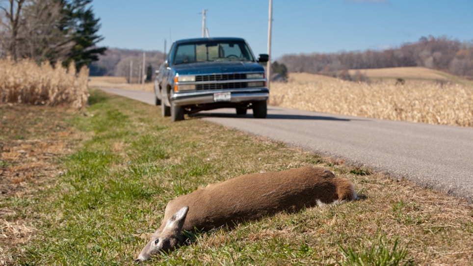 Roadkill Finding Its Way To Dinner Tables Across Montana