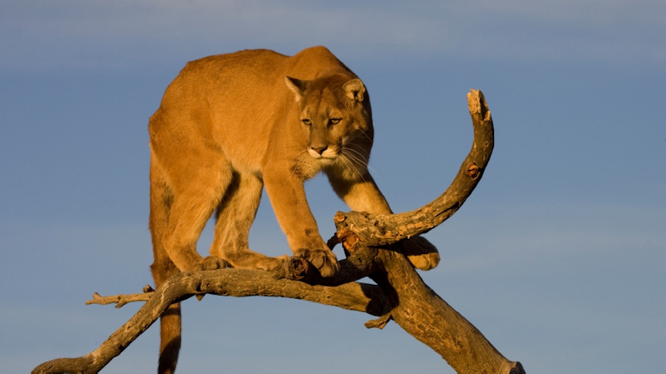 Nonresidents Excluded From Black Hills Mountain Lion Season