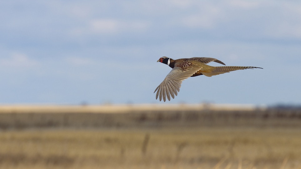 Pheasant Hunters Spend $170 Million In South Dakota In 2015