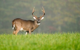 Nebraska To Hold Lottery For Special Deer Hunting Access