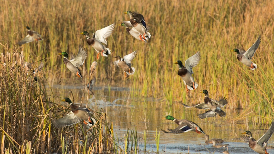 Survey Shows Strong Duck Population For Next Season