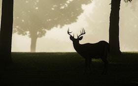 Minnesota Sets Deer Population Goals That May Reduce Hunting