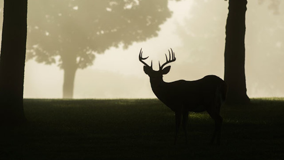 Minnesota Sets Deer Population Goals That May Reduce Hunting