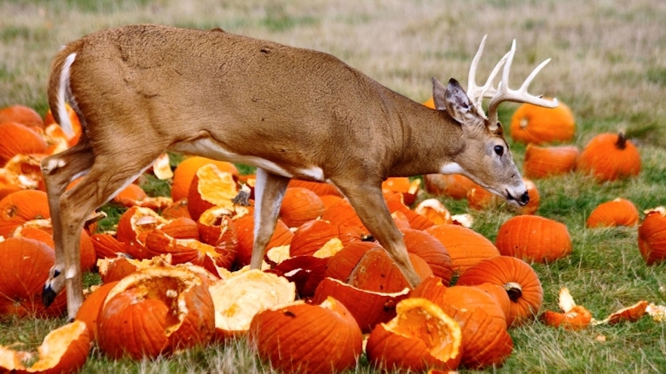Venison and pumpkin recipes: a perfect fall pairing