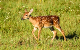 Biologists Discover Why Fawn Survival Rate Is Plummeting
