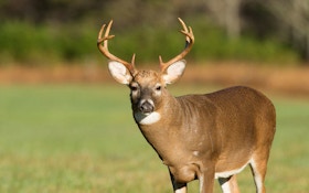 Reports Show Hunters Take More Mature Bucks Than Yearlings