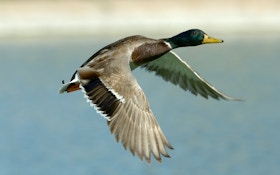 Delta Waterfowl Forecasts A Reduced Fall Duck Flight