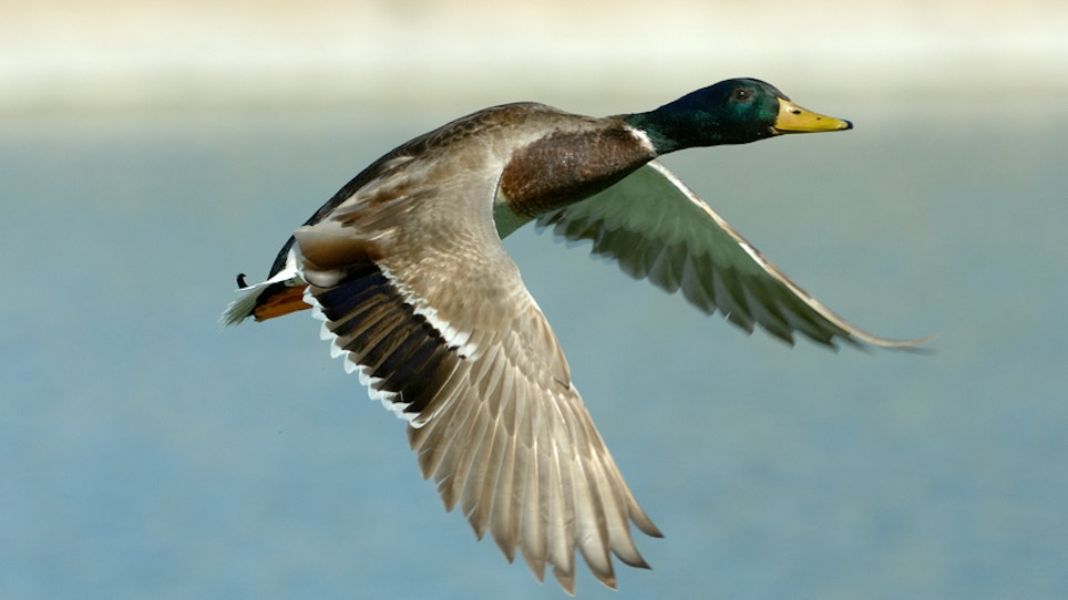 Delta Waterfowl Forecasts A Reduced Fall Duck Flight