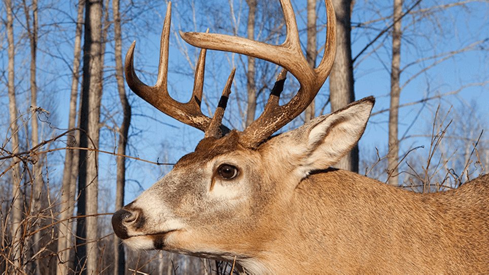 Tips For An Exceptional Whitetail Mount