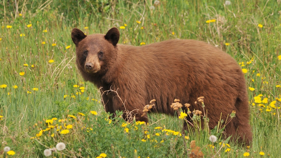 Mother Receives Threats After Having Bear Killed For Safety