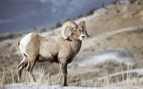 Idaho Bighorn Sheep Poacher Gets Lifetime Ban