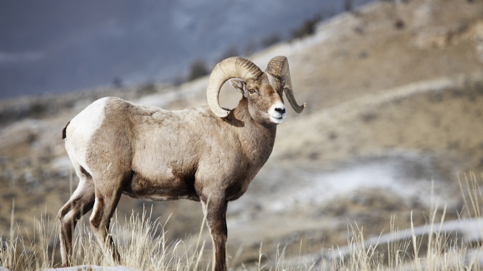 Idaho Bighorn Sheep Poacher Gets Lifetime Ban