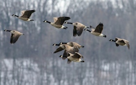 New Iowa City Ordinance Allows Goose Hunting Within City Limits