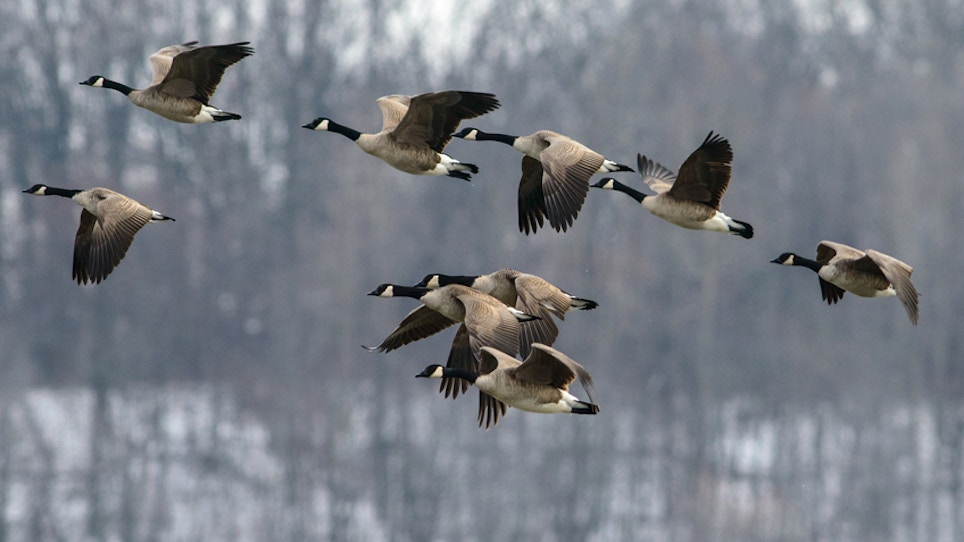 New Iowa City Ordinance Allows Goose Hunting Within City Limits